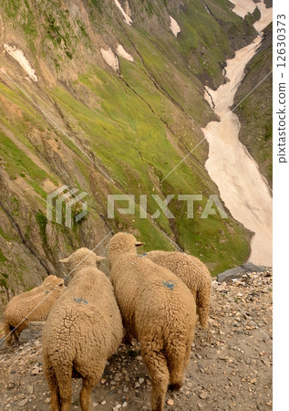 一隻羊 12630373