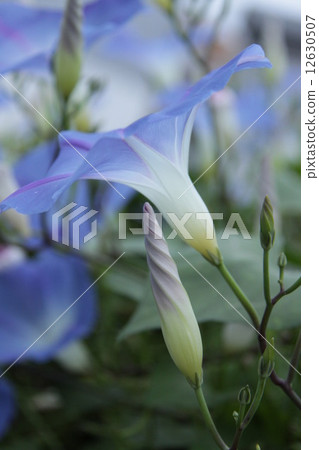 Soraro morning glory 10 12630507