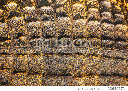 Crocodile skin texture. Shot in Thailand 12630671