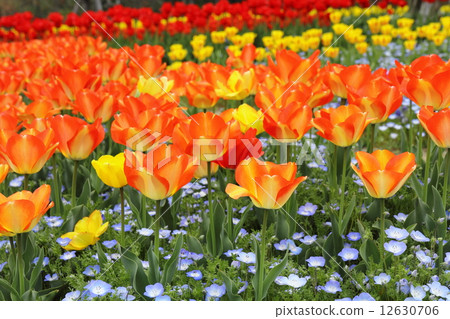 Tulip field 12630706
