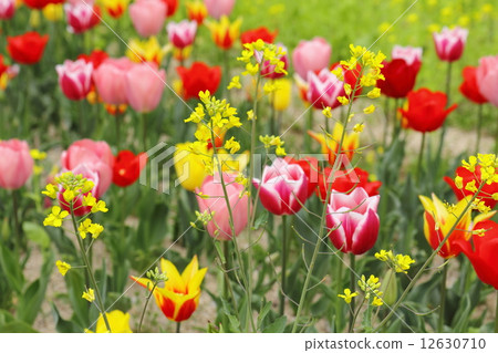 Nanohana and tulips Nanohana and tulips 12630710