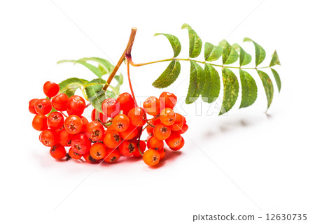 Rowan berries isolated Rowan berries isolated 12630735
