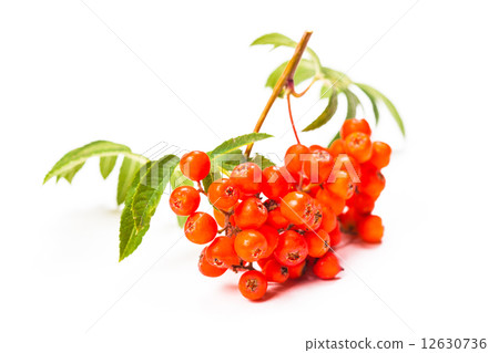 Rowan berries isolated Rowan berries isolated 12630736