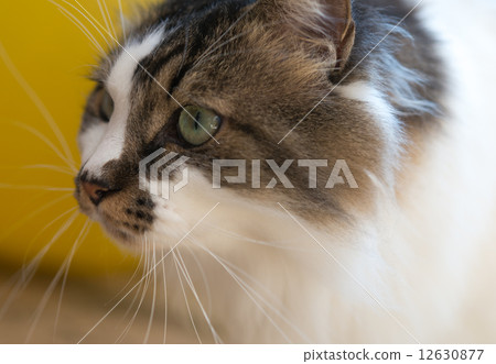 Cat Cat 12630877