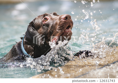 Chocolate labrador Chocolate labrador 12631743