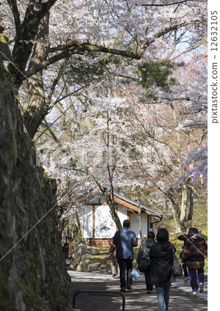 櫻花在老學校的花園裡 櫻花在老學校的花園裡 12632105