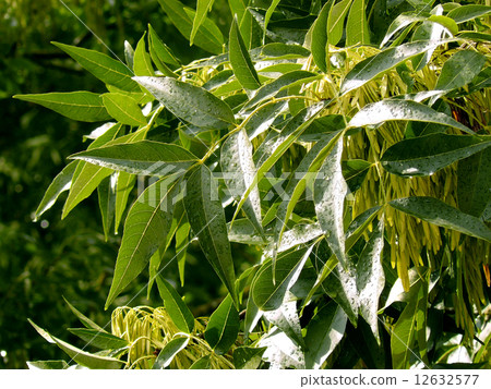 ash-tree branch 12632577