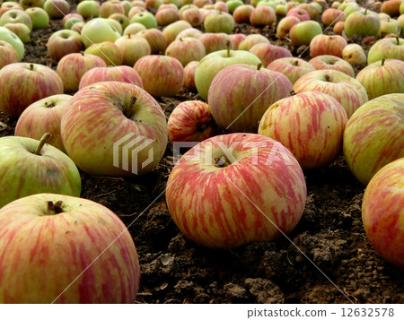 fallen apples 12632578