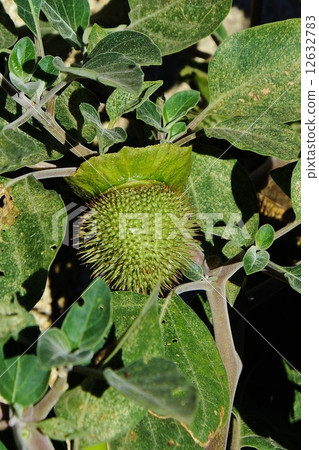 Dachura的年輕真正的黑色背景 Dachura的年輕真正的黑色背景 12632783