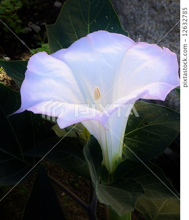 Dachura也被稱為佛陀盛開的花朵Mondurake系列 12632785