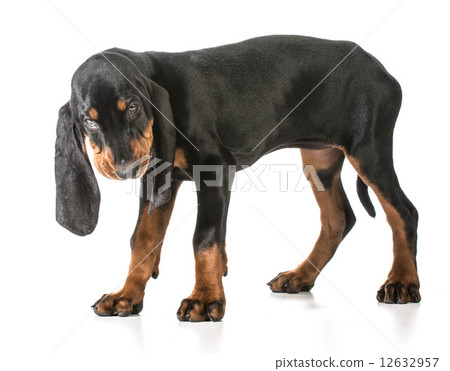 black and tan coonhound black and tan coonhound 12632957
