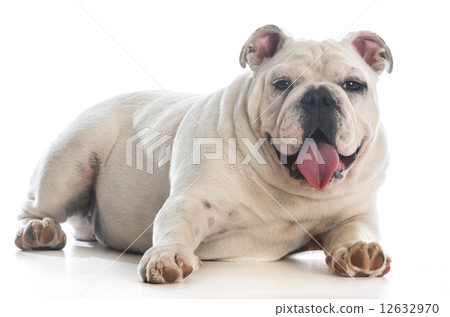 tired dog 12632970