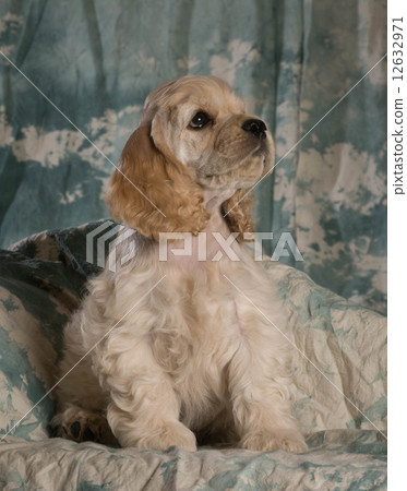 cute puppy 12632971