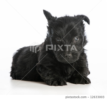 cute puppy 12633003