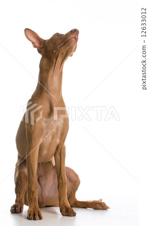 pharaoh hound 12633012