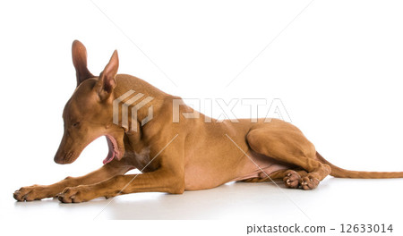 tired dog 12633014
