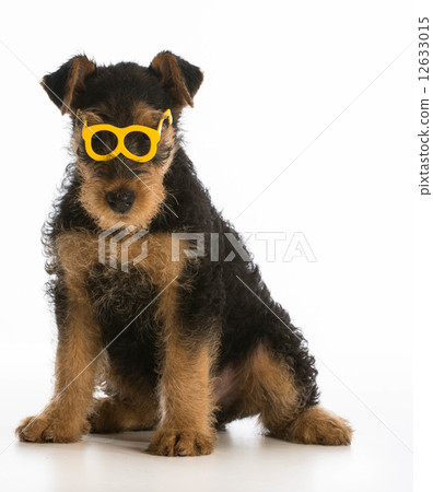 cute puppy cute puppy 12633015