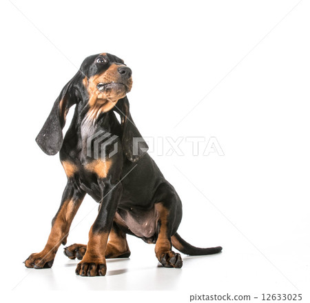cute puppy cute puppy 12633025