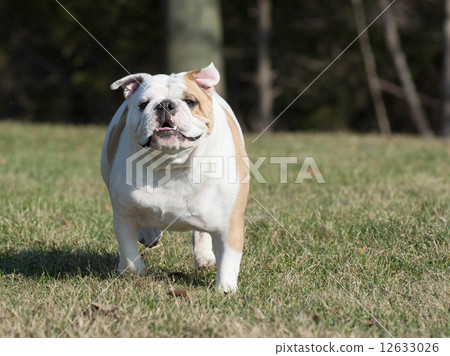 english bulldog english bulldog 12633026