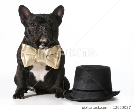 formal dog formal dog 12633027