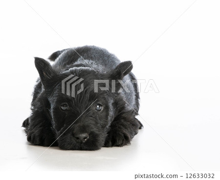 tired puppy 12633032