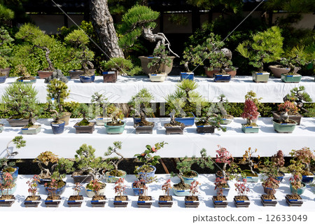 A bonsai 12633049