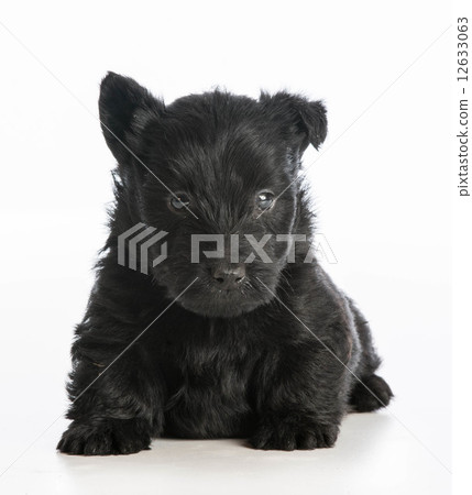 cute puppy cute puppy 12633063