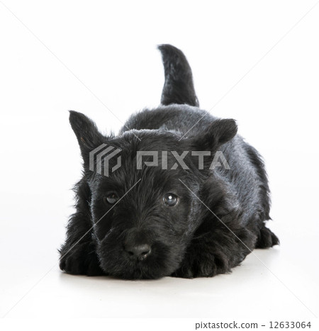 tired puppy tired puppy 12633064