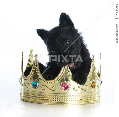 spoiled puppy spoiled puppy 12633065