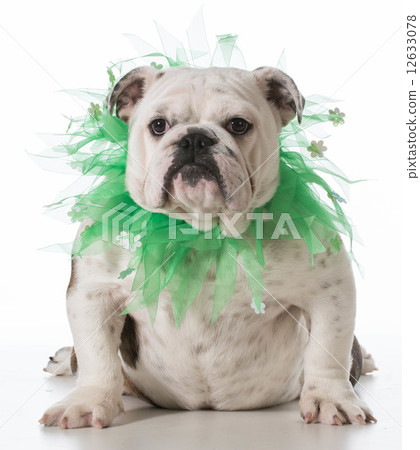 english bulldog 12633078