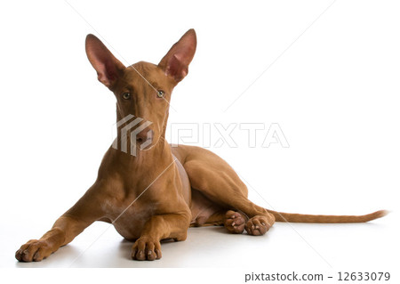 pharaoh hound puppy 12633079