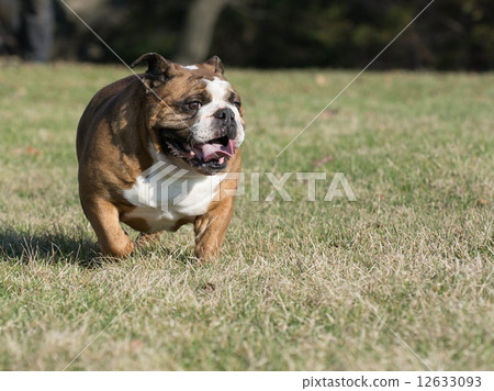 english bulldog 12633093
