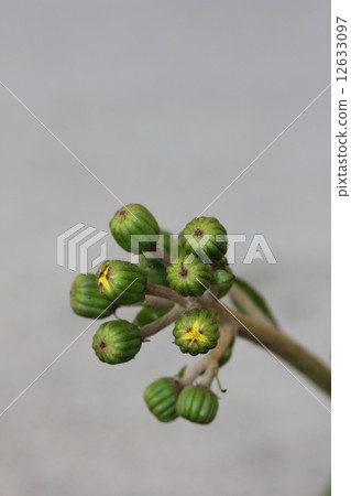 Tsubuki no Botto 02 12633097