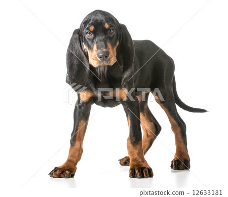 cute puppy cute puppy 12633181