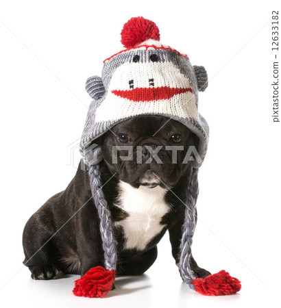 dog wearing hat dog wearing hat 12633182