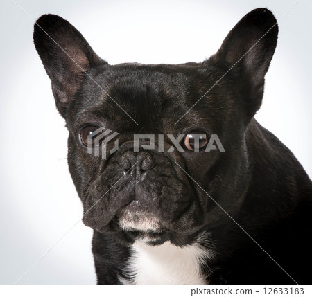 french bulldog 12633183