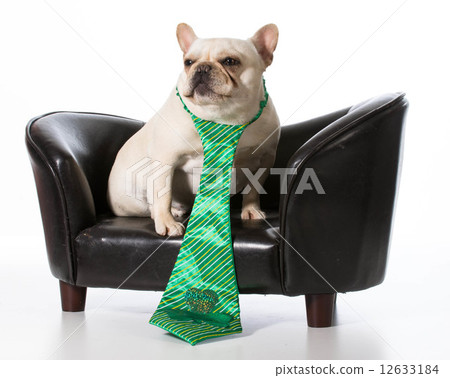 st. patricks day dog st. patricks day dog 12633184