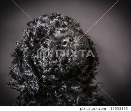 cute puppy portrait cute puppy portrait 12633185