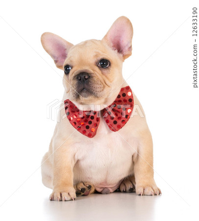 french bulldog french bulldog 12633190