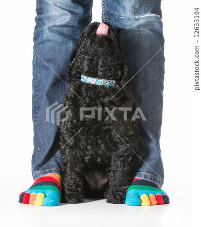 puppy and owner 12633194