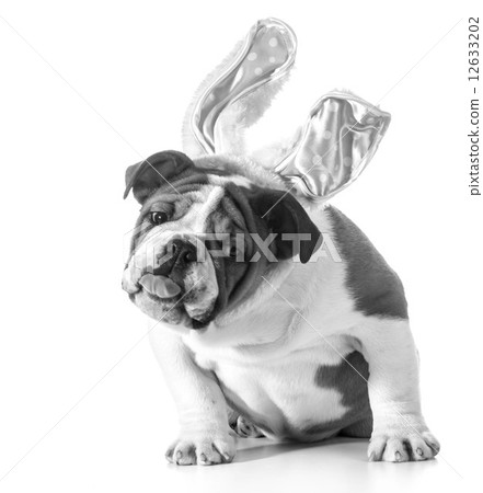easter dog easter dog 12633202