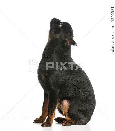 dog sitting 12633214