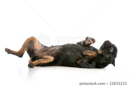 dog laying on back 12633215