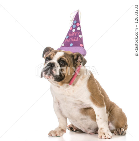 birthday dog birthday dog 12633233