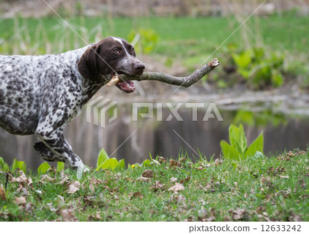 german shorthaired pointer 12633242