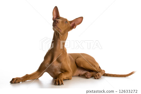 pharaoh hound puppy 12633272