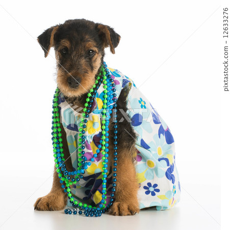 cute puppy cute puppy 12633276