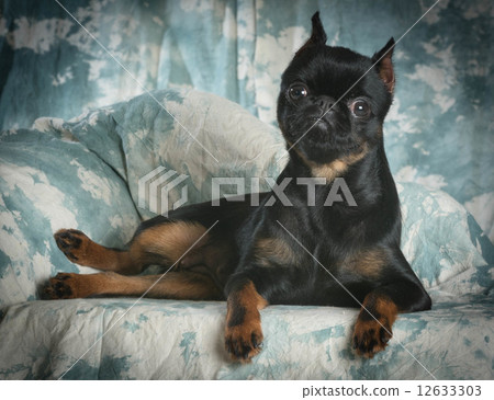 brussels griffon brussels griffon 12633303