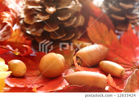 Acorn Acorn 12633424