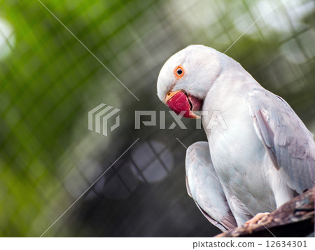 Animals / Pets Animals / Pets 12634301